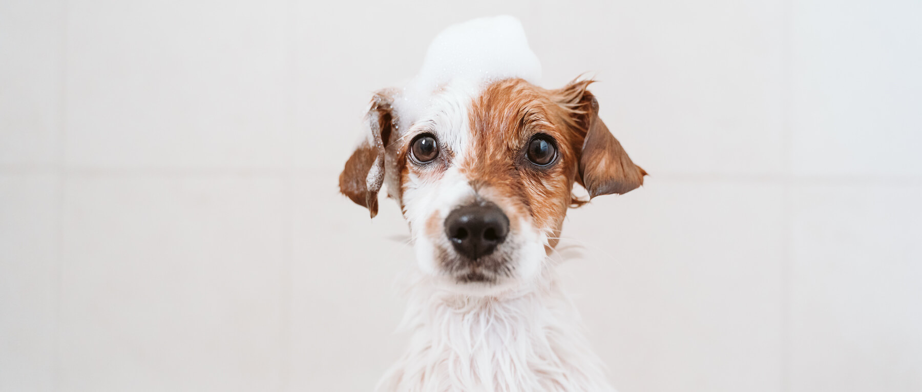 Gesundheits- und Pflegesalon - Der Salon | Hundeliebhaberei