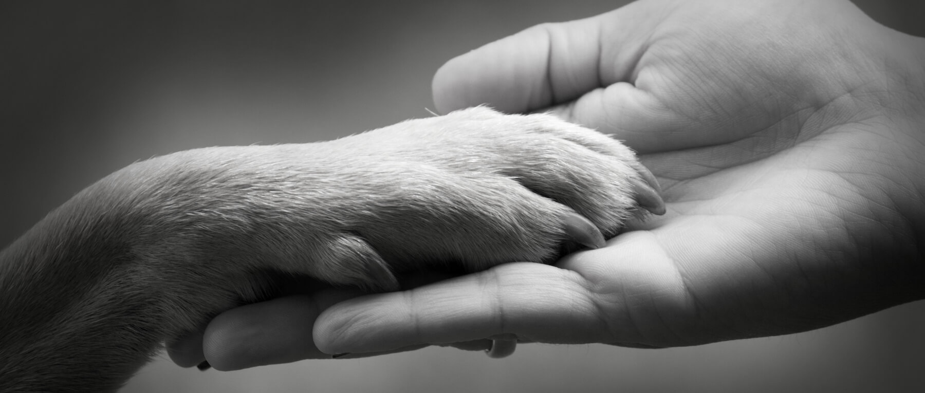 Tierschutzvereine und Tierschutzorganisationen - Gutes tun | Hundeliebhaberei